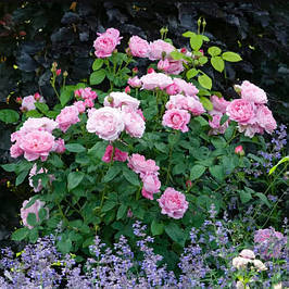 Листяні чагарники