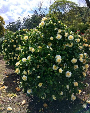Камелія японська Брашфілд Еллоу \ Camellia j. 'Brushfield's Yellow' (саджанці 2 роки), фото 4