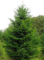 Ялина європейська Pícea ábies, 3-річний саджанець