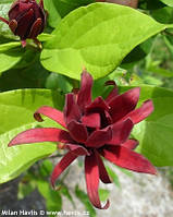 Каликантус цветущий сеянец- восточный сладкий кустарник- Calycanthus floridus растение