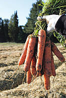 Семена моркови Новара F1 (Novara F1) (1,8 - 2,0), 1 000 000 семян Bejo Zaden