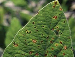 Біофунгіциди