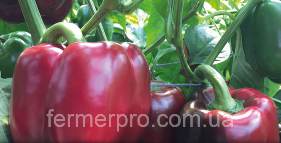 Семена перца Алмиранте F1 | Almirante, 500 сем., Enza Zaden, фото 1