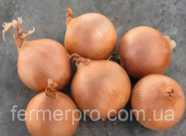 Насіння лука Мінді F1, 250.000 насіння, Enza Zaden, фото 1