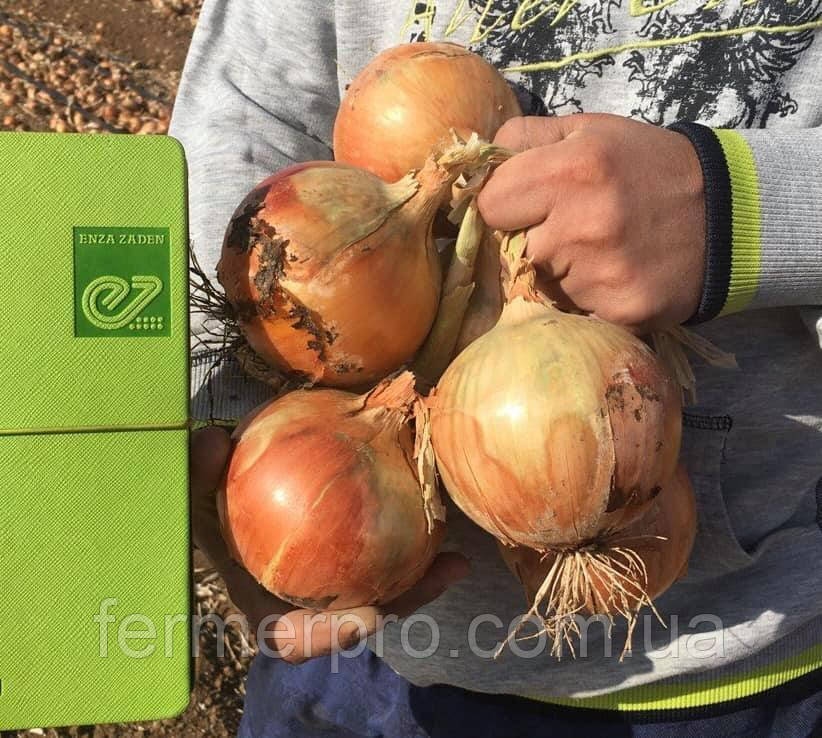 Насіння лука Ногал F1, 250 000 насіння, Enza Zaden, фото 1