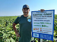 Насіння соняшника Сантос Плюс КЛ. Соняшник під ЄвроЛайтінг. Сантос Плюс під Євролайтинг. Екстра, фото 4