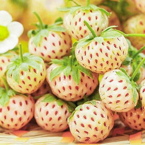 Клубника "Пайнберри" 5 шт (Pineberry) (ремонтантный сорт)
