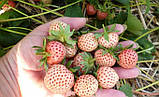 Клубника "Пайнберри" 5 шт (Pineberry) (ремонтантный сорт), фото 2