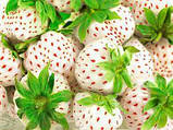 Клубника "Пайнберри" 5 шт (Pineberry) (ремонтантный сорт), фото 3