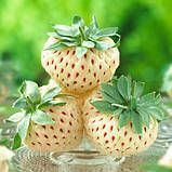 Клубника "Пайнберри" 5 шт (Pineberry) (ремонтантный сорт), фото 4
