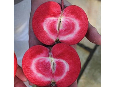 Яблуня червономяса "Серце дракона" (Dragon Heart), фото 1