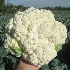 Фридом F1 семена капусты цветной, 2500 семян, Seminis