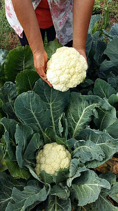 Фридом F1 семена капусты цветной, 2500 семян, Seminis, фото 3
