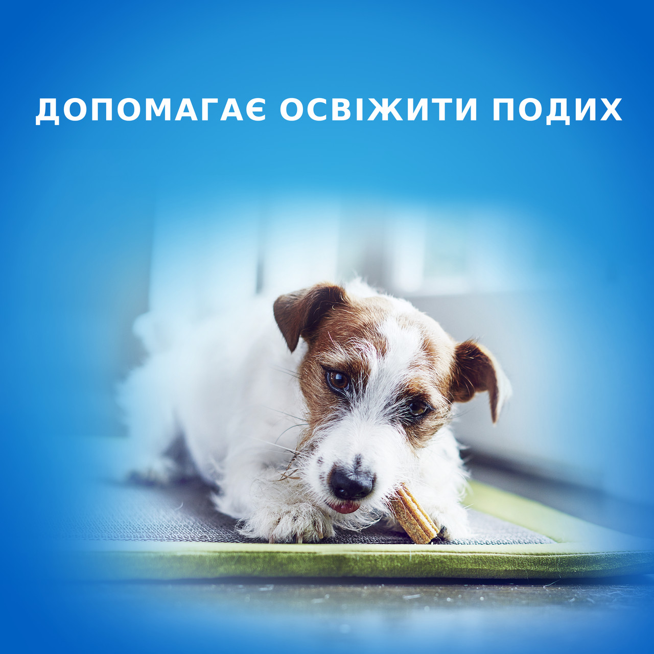 Лакомство DENTALIFE (Денталайф) Small для взрослых собак мелких пород, для здоровья зубов и десен 115 г - фото 3 - id-p1689088175