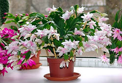 Шлюмбергера (декабрист, очисник, зігокатус) з квітами ніжно-рожевого кольору