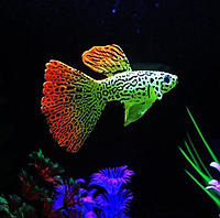 Искусственная рыбка Гуппи, салатовая, силиконовая и люминисцентная (светящая )декор в аквариум - размер 8*5 см