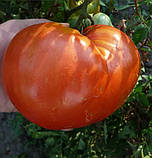 Насіння томату Спринт Таймер 0,1 г високий, фото 2