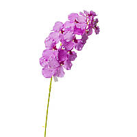 Орхидея онцидиум, сиреневая Elisey