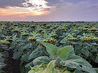 Суліко777 - Насіння соняшнику під гранстар 45ц/га, олія 48%, вовчок A-G. Екстра, фото 7