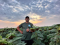 Суліко777 - Насіння соняшнику під гранстар 45ц/га, олія 48%, вовчок A-G. Екстра, фото 8