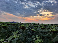 Насіння соняшнику СУЛІКО 777. Гібрид під гранстар (СУЛІКО СУМО). Вовчок A-G. 48ц/га. ТМ "Лист". Екстра, фото 8