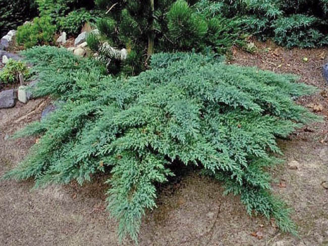 Ялівець козацький Тамарісціфолія (Juniperus sabina Tamariscifolia) а - 30-40 см в горщику С3 л - фото 1 - id-p284073269