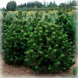 Сосна чорна Орегон Грін (Oregon Green)