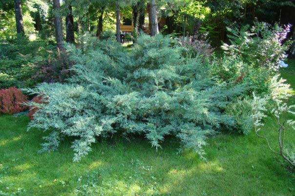 Ялівець віргінський Хетц (Juniperus virginiana Hetz) а - 40-50 см в горщику С3 л