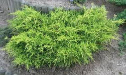 Ялівець середній Олд Голд (Juniperus media Old Gold) а - 20- 40 см в горщику С3л, фото 1