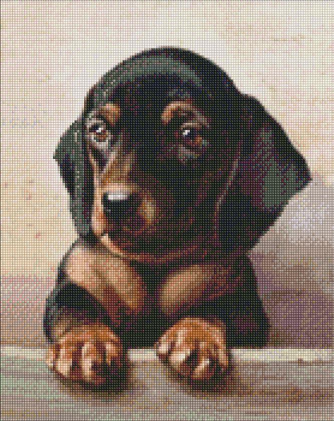 AMO7296 Діамантова мозаїкаь Відданий погляд ©Carl Reichert 40 х 50 см