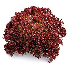 Насіння салату Кармесі , 15 шт — червоний, тип Лолло Россо, Rijk Zwaan