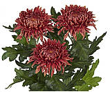 Хризантема Ignis (Ігніс) однелова. великобарвкова розсада, фото 2