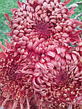 Хризантема Ignis (Ігніс) однелова. великобарвкова розсада, фото 3