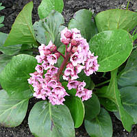 Бадан серцевистий, контейнер 1 л