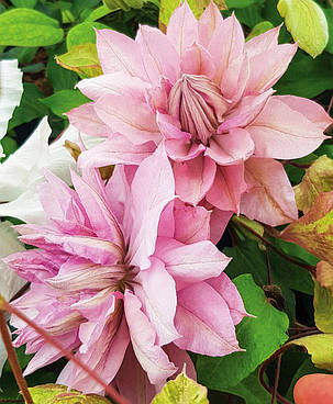 Клематис Віолет Елізабет \ Clematis Violet Elizabeth ( саджанці 2 роки ), фото 2