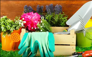 greenmarket.ua — семена и садовые растения с Голландии: тюльпаны, лилии ...