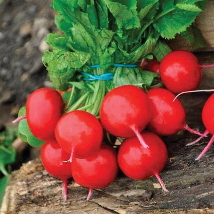 Дієго насіння редиски F1, 3 г - редис, ранній, Hazera, фото 2