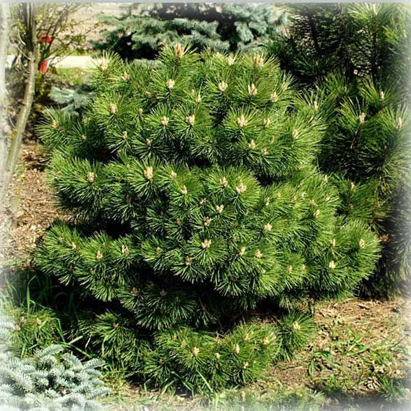 Сосна чорна Хорнібрукіана (Hornibrookiana), фото 1