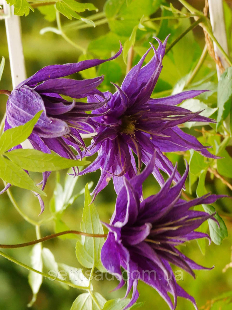 Княжик Віолет Сюрпрайс \ Clematis Violet Surprise ( саджанці 4 роки С5л )