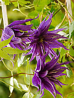 Княжик Виолет Сюрпрайс \ Clematis Violet Surprise ( саженцы 4 года С5л )