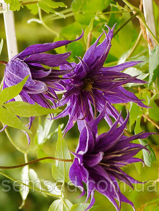 Княжик Віолет Сюрпрайс \ Clematis Violet Surprise ( саджанці 4 роки С5л ), фото 2