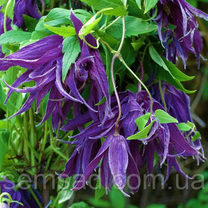 Княжик Віолет Сюрпрайс \ Clematis Violet Surprise ( саджанці 4 роки С5л ), фото 2