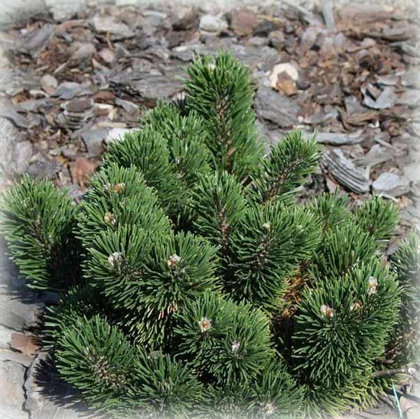Сосна гірська Якобсен (Jacobsen), фото 1