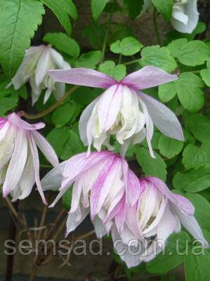 Княжик Пінк Фламінго \ Clematis Pink Flamingo ( саджанці 4 роки C5л), фото 2