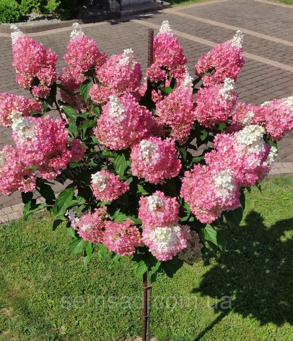 Гортензія волотиста на штамбі Сандей Фрайз  ( h 60-70cm) саджанці 2 роки