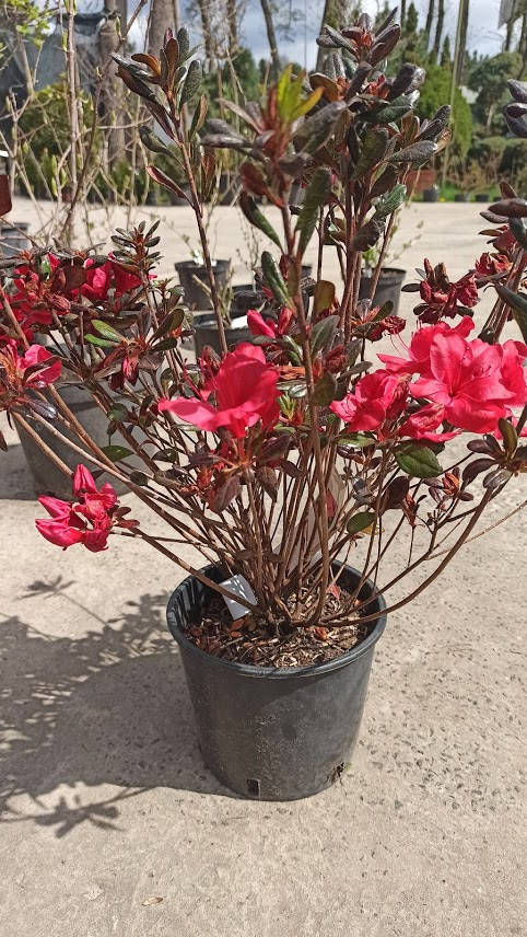 

Азалия японская azalea japonica c 3 l h 50