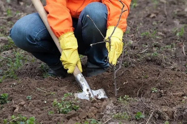 саджанці, саджанці восени, прикопування саджанців, для чого та як прикопувати саджанці