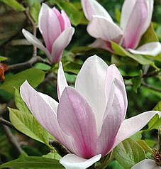 Магнолія Александра h 120см "Magnolia Soulangeana Alexandrina"