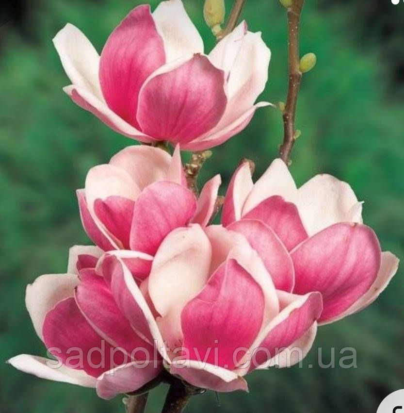 Магнолія суланжа Сатисфекшен,  "Magnolia soulangeana Satisfaction" С2