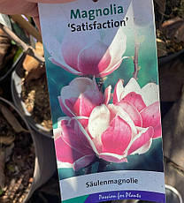Магнолія суланжа Сатисфекшен,  "Magnolia soulangeana Satisfaction" С2, фото 2